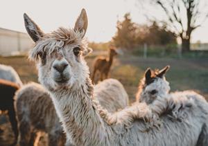 What are these fluffy non-llama animals called?