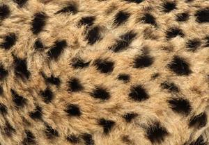 What speedy African feline has this pattern?