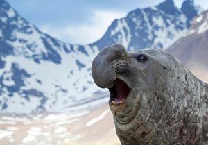 What animal is this seal named after?