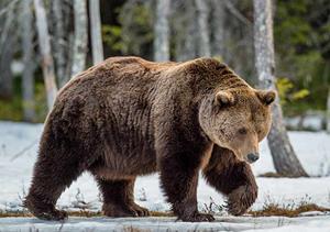 What is the name for this brown bear?