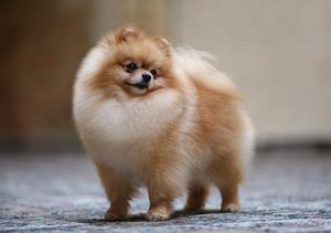 What is this cute dog breed?