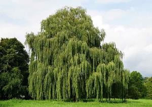 What is this type of "weeping" tree?