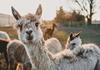 Alpacas