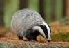 Badger