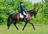 Dressage