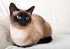 Siamese