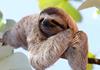 Sloth